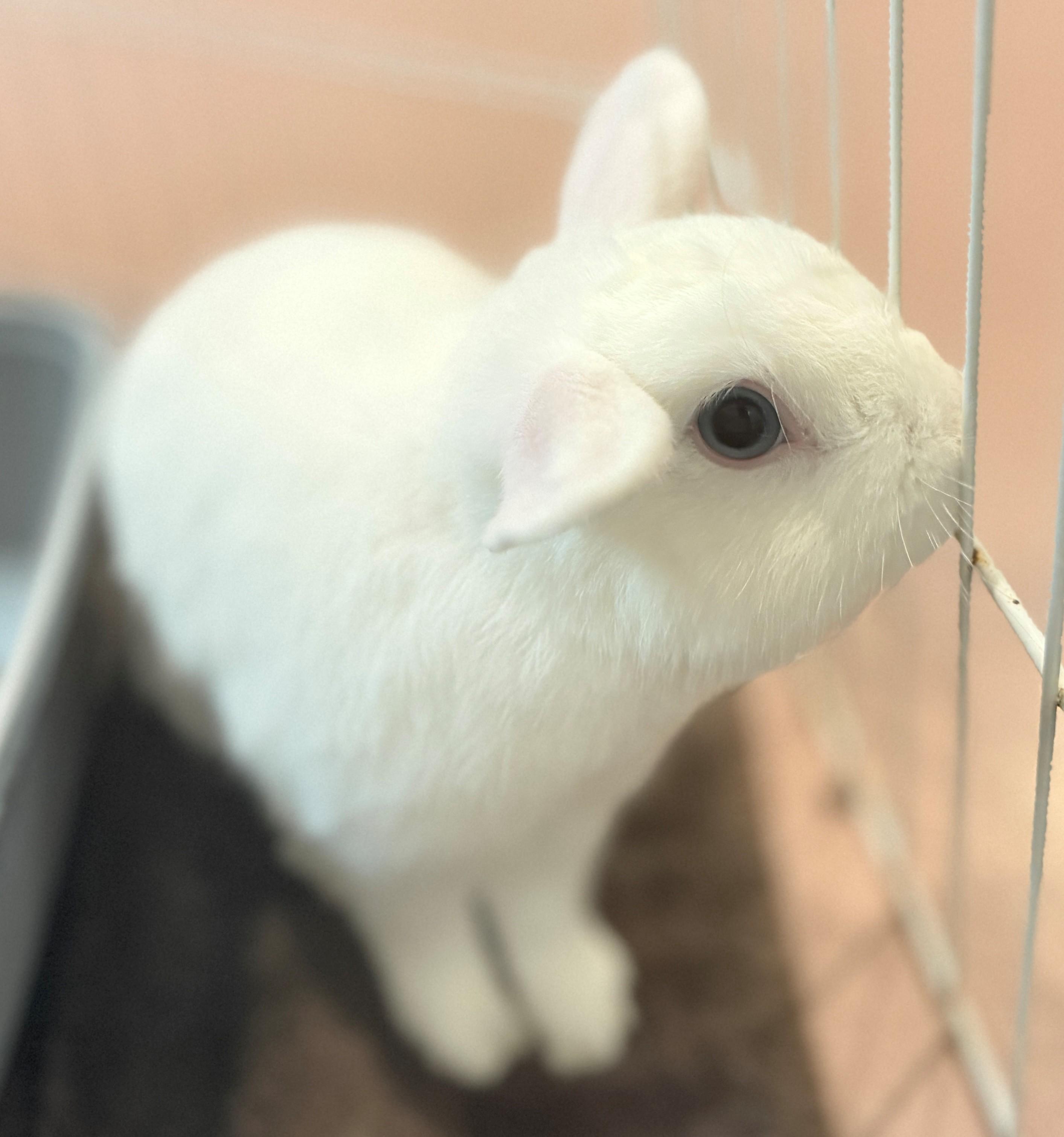 Shiro, an adoptable mixed breed in Hamilton, ON image 2/3