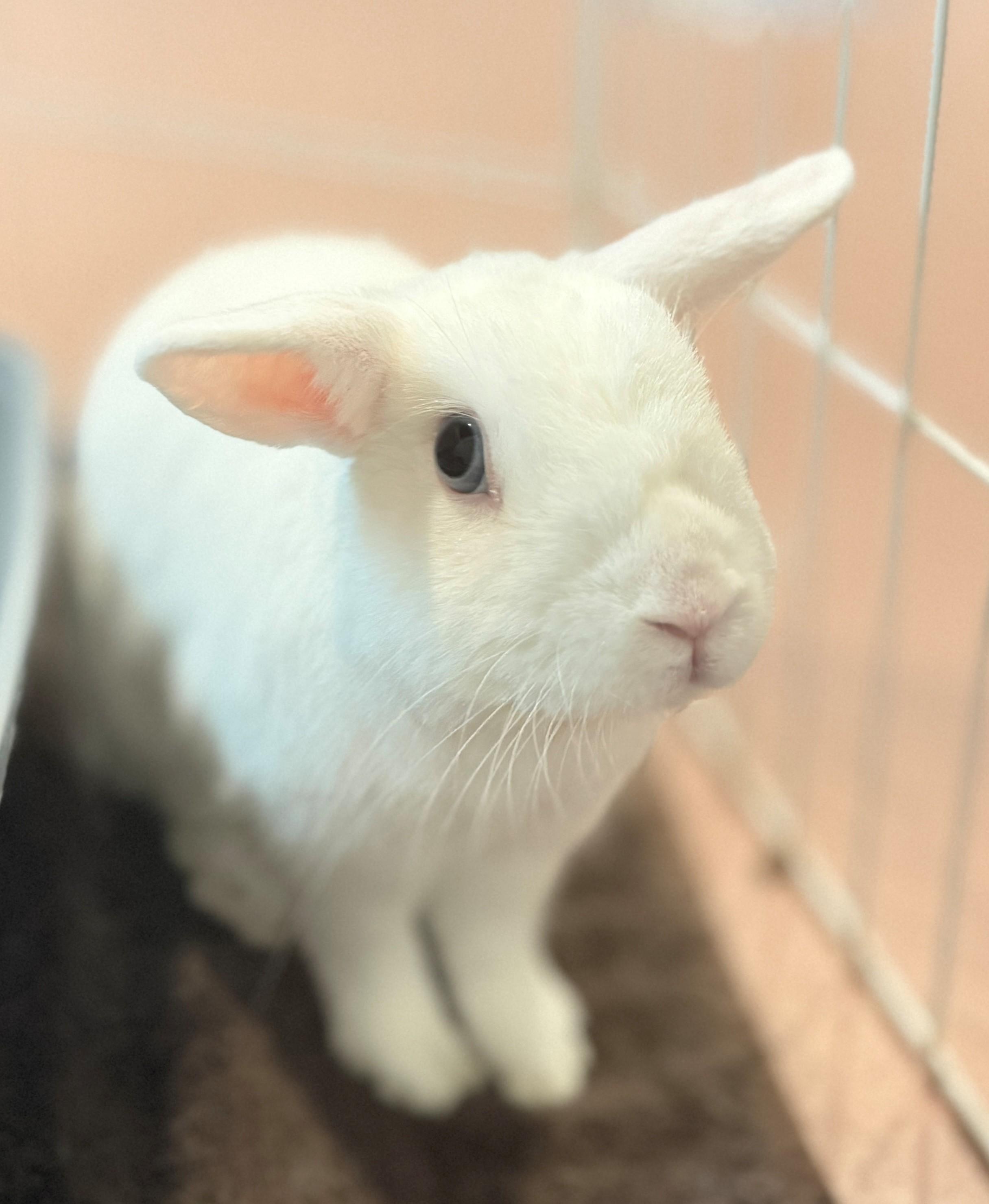 Shiro, adoptable, Young Male Dwarf Eared.