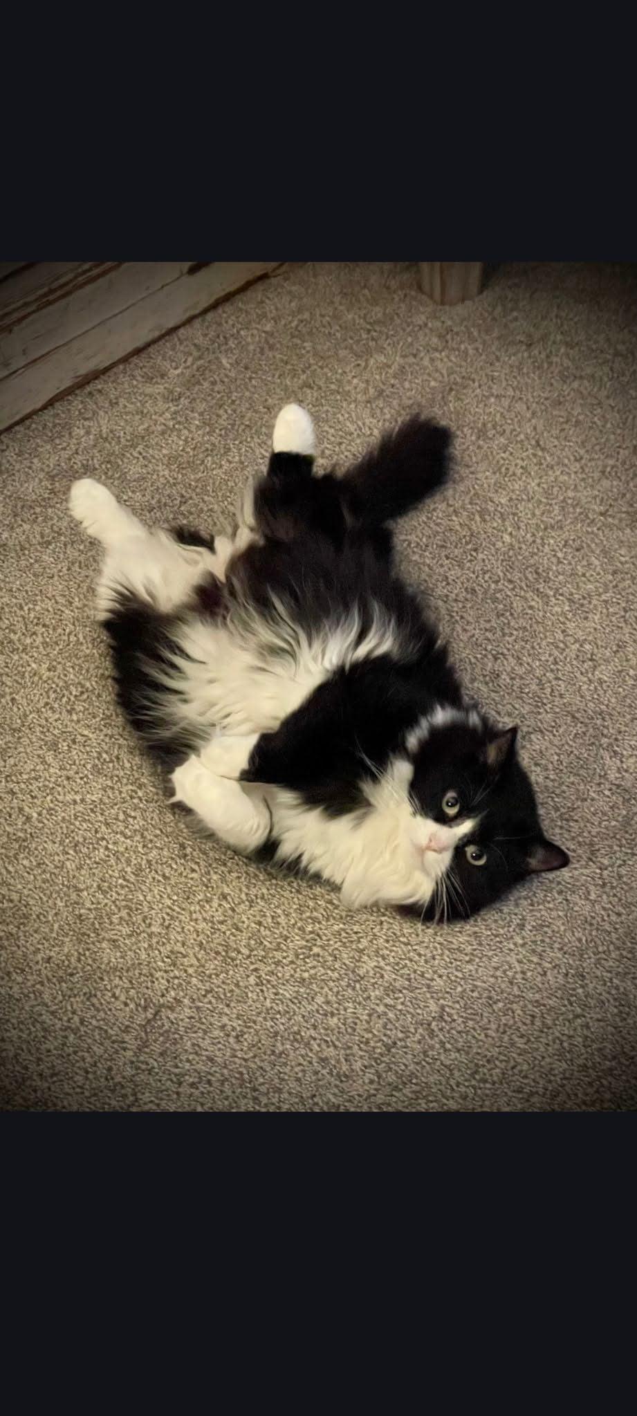 Riley, Adopted, Young Female Domestic Long Hair.