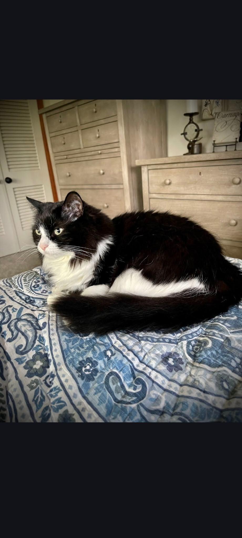 Enlarge Riley, a Adopted Domestic Long Hair in Roanoke, AL image 2/2