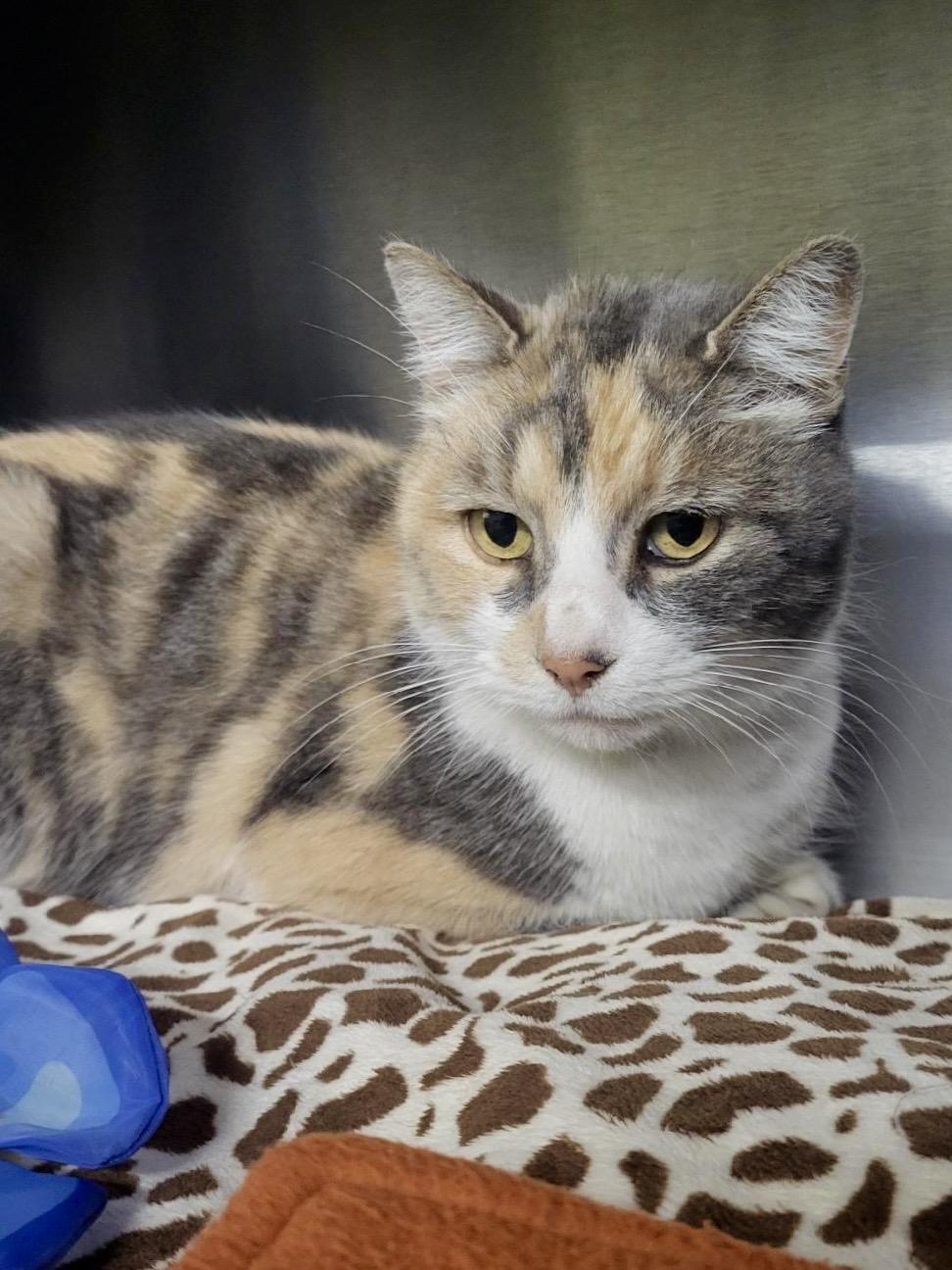 Kassie, Adoptable, Adult Female Dilute Calico.