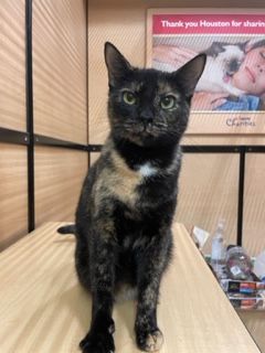 Tallulah, a Adoptable mixed breed in Houston, TX image 1/5