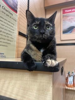 Tallulah, a Adoptable mixed breed in Houston, TX image 2/5