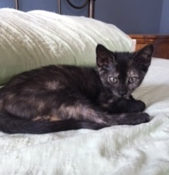 Tallulah, a Adoptable mixed breed in Houston, TX image 3/5