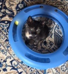 Tallulah, a Adoptable mixed breed in Houston, TX image 4/5