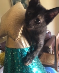 Tallulah, a Adoptable mixed breed in Houston, TX image 5/5