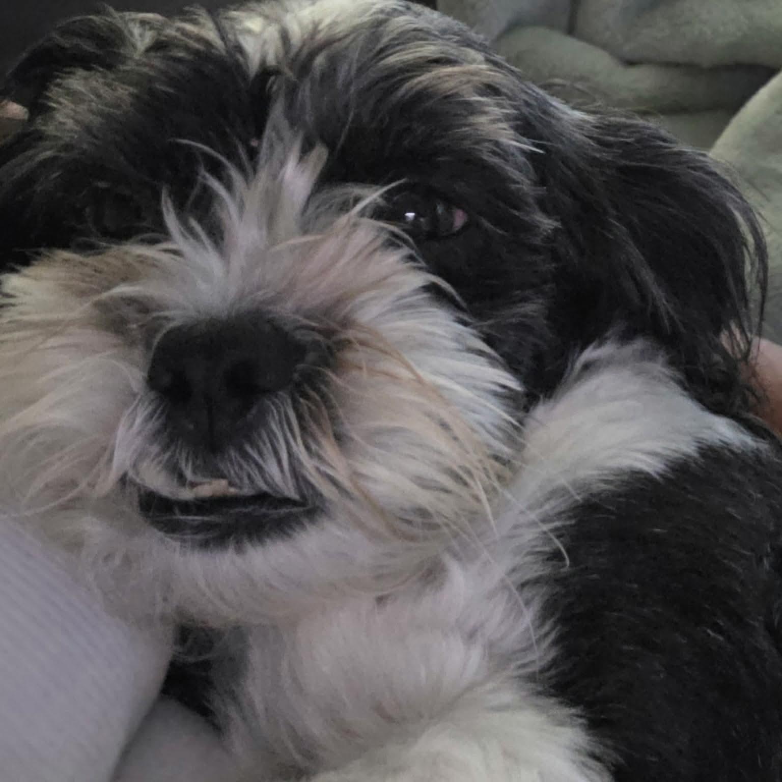 Enlarge Chewy, an adoptable mixed breed in Minooka, IL image 4/6