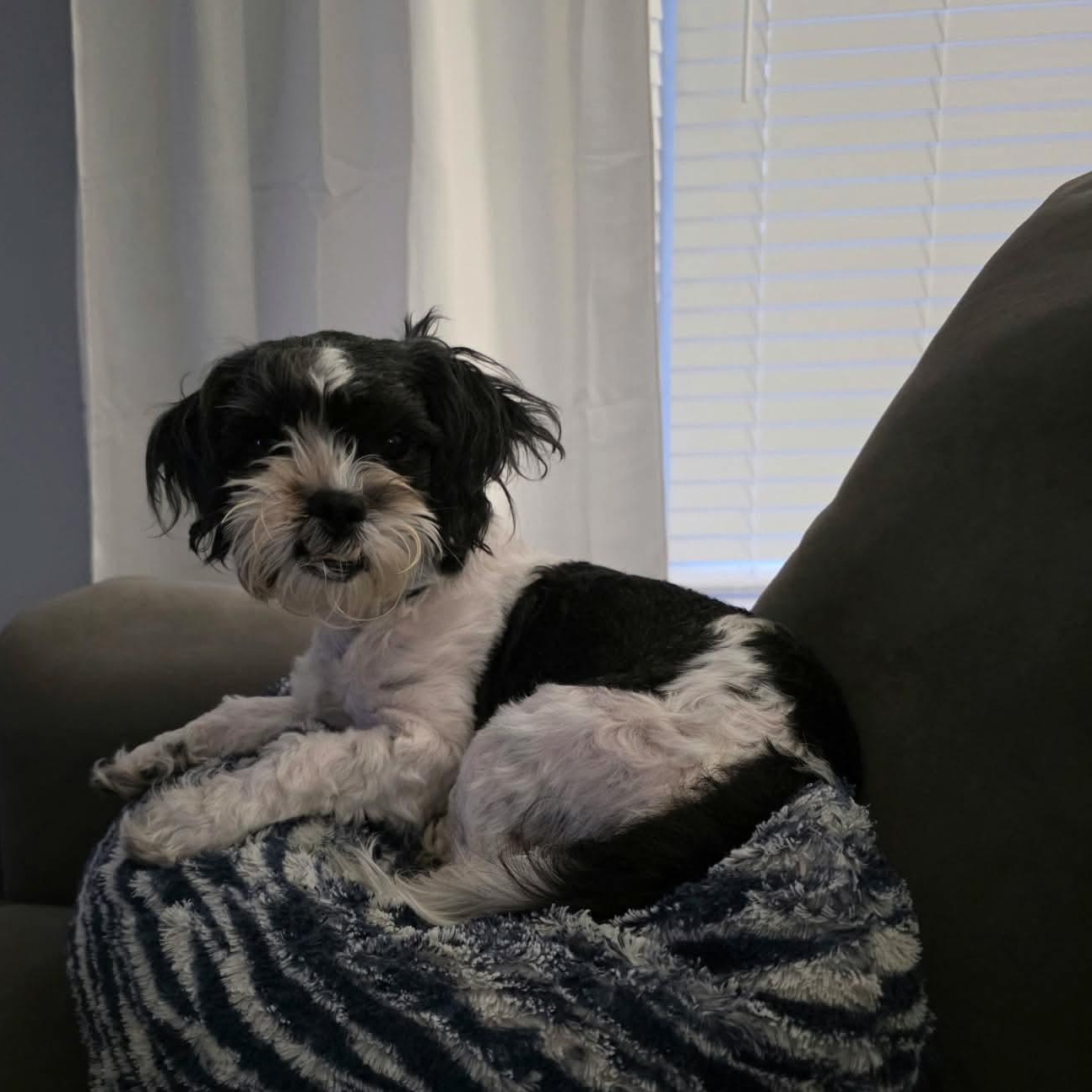 Enlarge Chewy, an adoptable mixed breed in Minooka, IL image 5/6