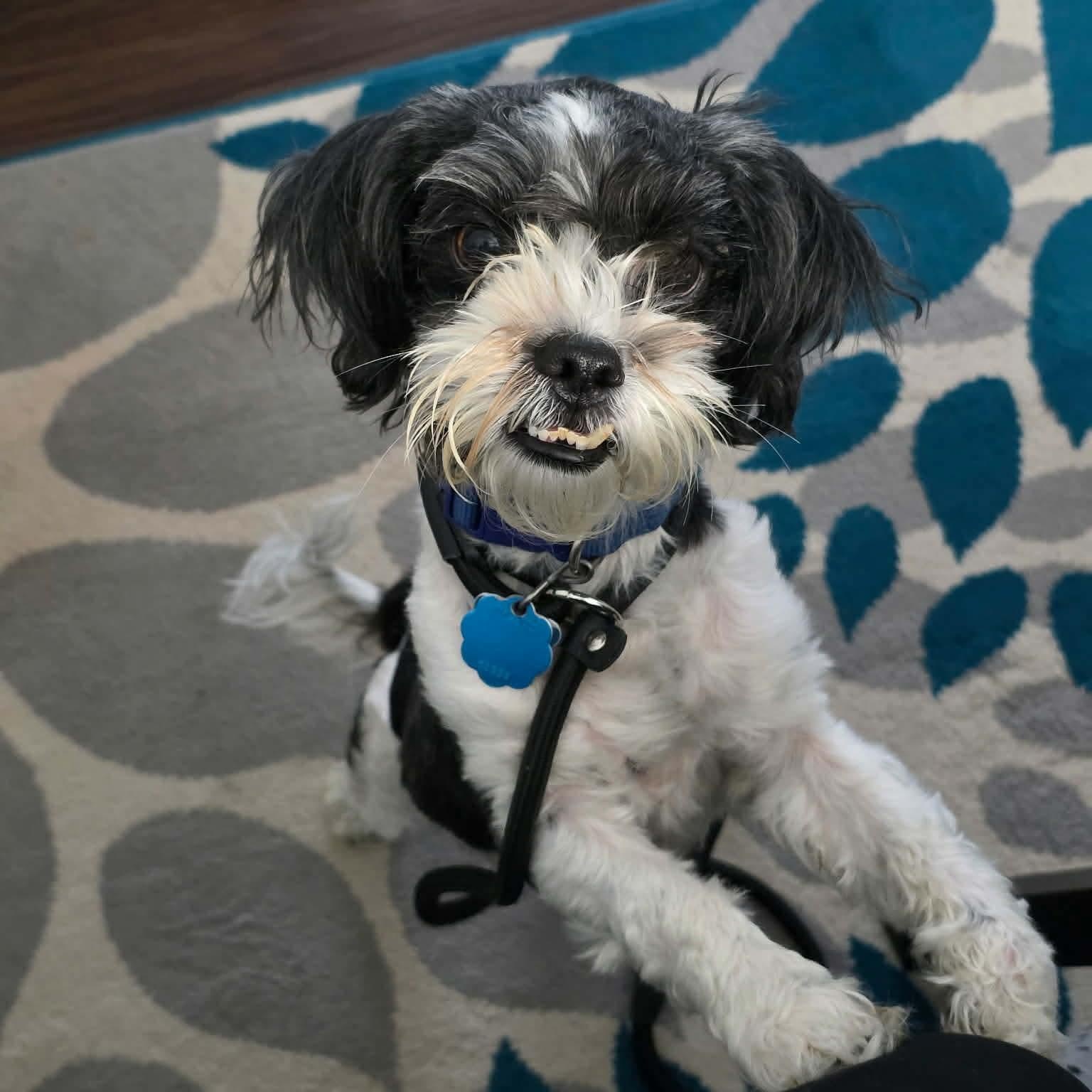 Chewy, adoptable, Adult Male Shih Tzu.