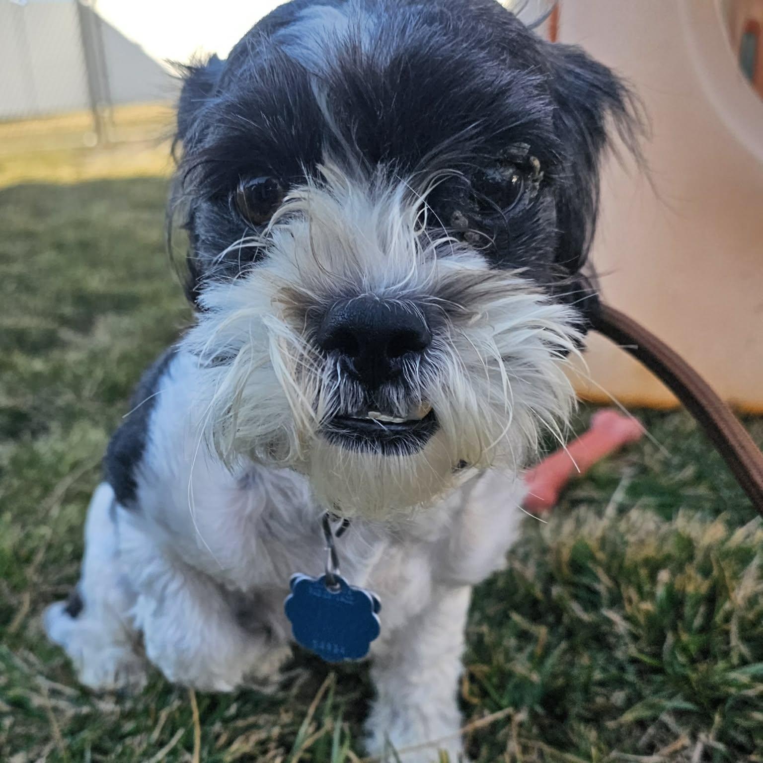 Enlarge Chewy, an adoptable mixed breed in Minooka, IL image 2/6