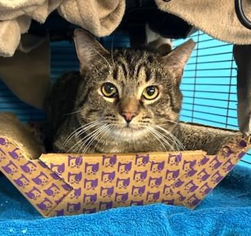Enlarge Gomez, a ADOPTABLE Tabby in New Albany, OH image 1/3