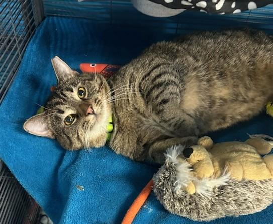 Enlarge Gomez, a ADOPTABLE Tabby in New Albany, OH image 2/3