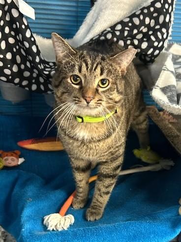 Enlarge Gomez, a ADOPTABLE Tabby in New Albany, OH image 3/3