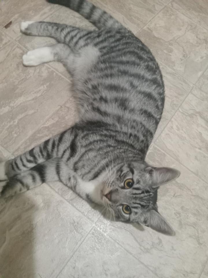 Enlarge Fella (Bonded with Stella M6-26-3), a ADOPTABLE Domestic Short Hair in Orange, CA image 1/4