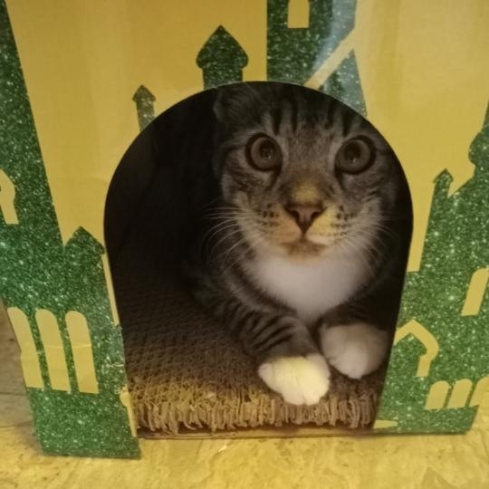 Enlarge Fella (Bonded with Stella M6-26-3), a ADOPTABLE Domestic Short Hair in Orange, CA image 3/4