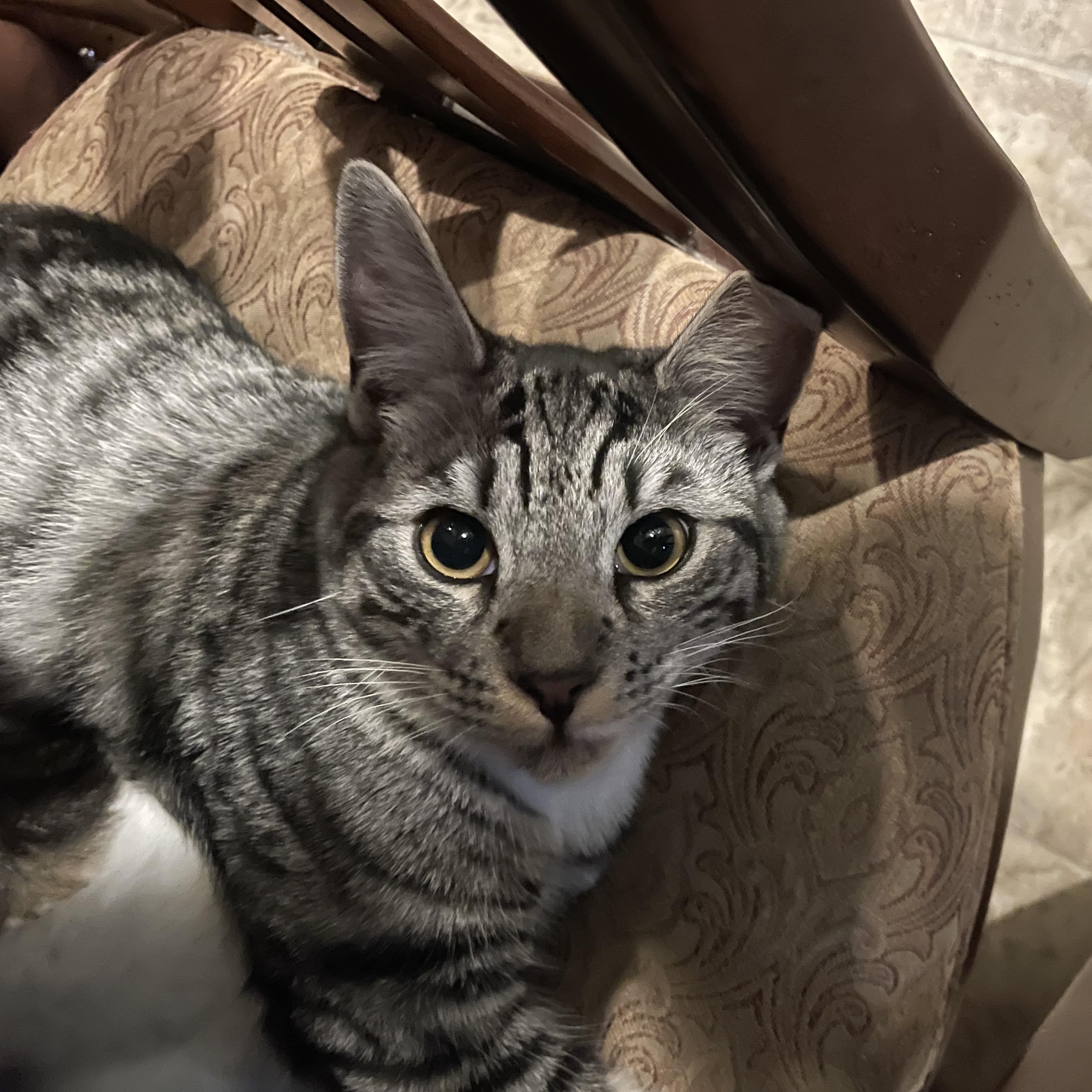 Enlarge Fella (Bonded with Stella M6-26-3), a ADOPTABLE Domestic Short Hair in Orange, CA image 2/4