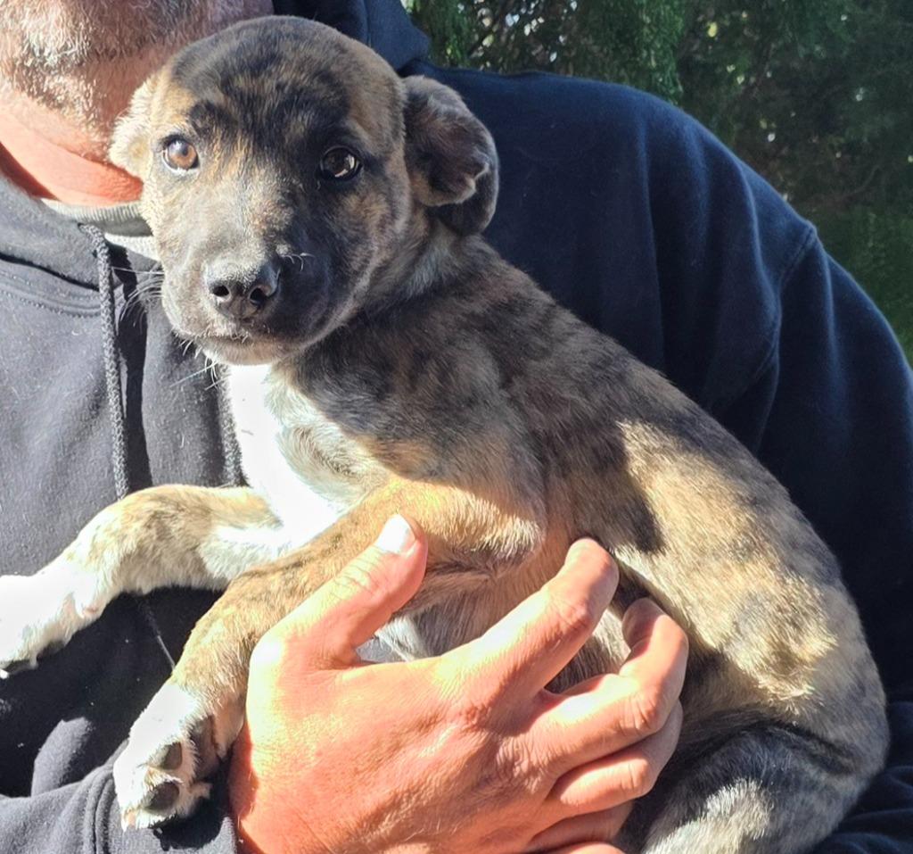 Enlarge Brooklyn, a Adoptable mixed breed in Fort Stockton, TX image 1/1