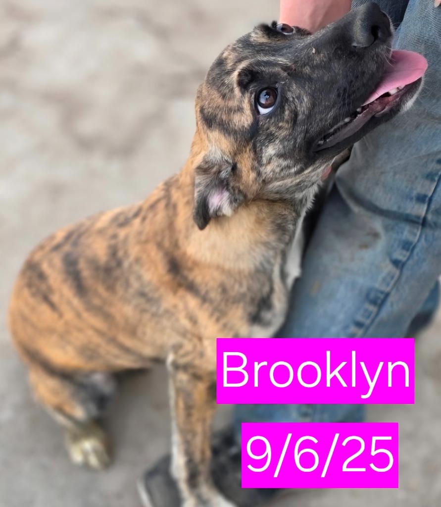 Enlarge Brooklyn, a Adoptable mixed breed in Fort Stockton, TX image 2/2