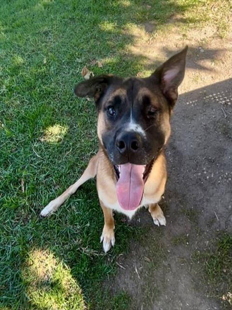 LIGHTNING, Adoptable, Young Male German Shepherd Dog.