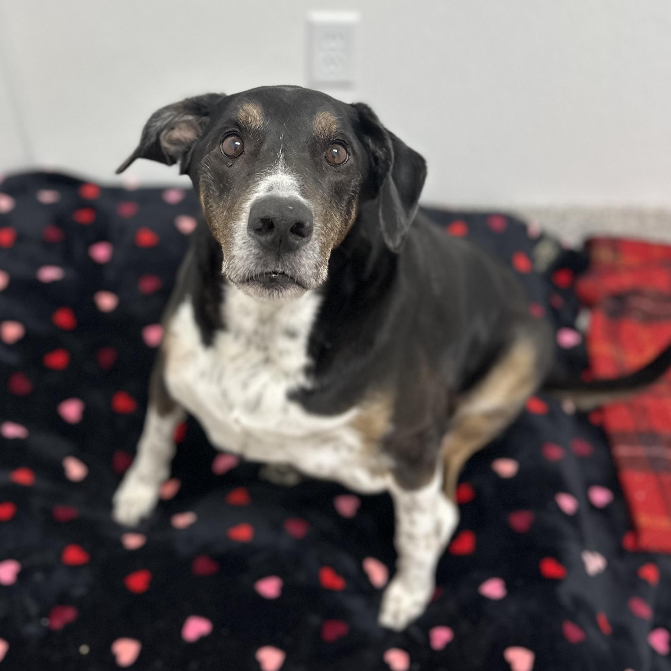 Enlarge Buddy, an adopted Mixed Breed in Youngstown, OH image 1/4