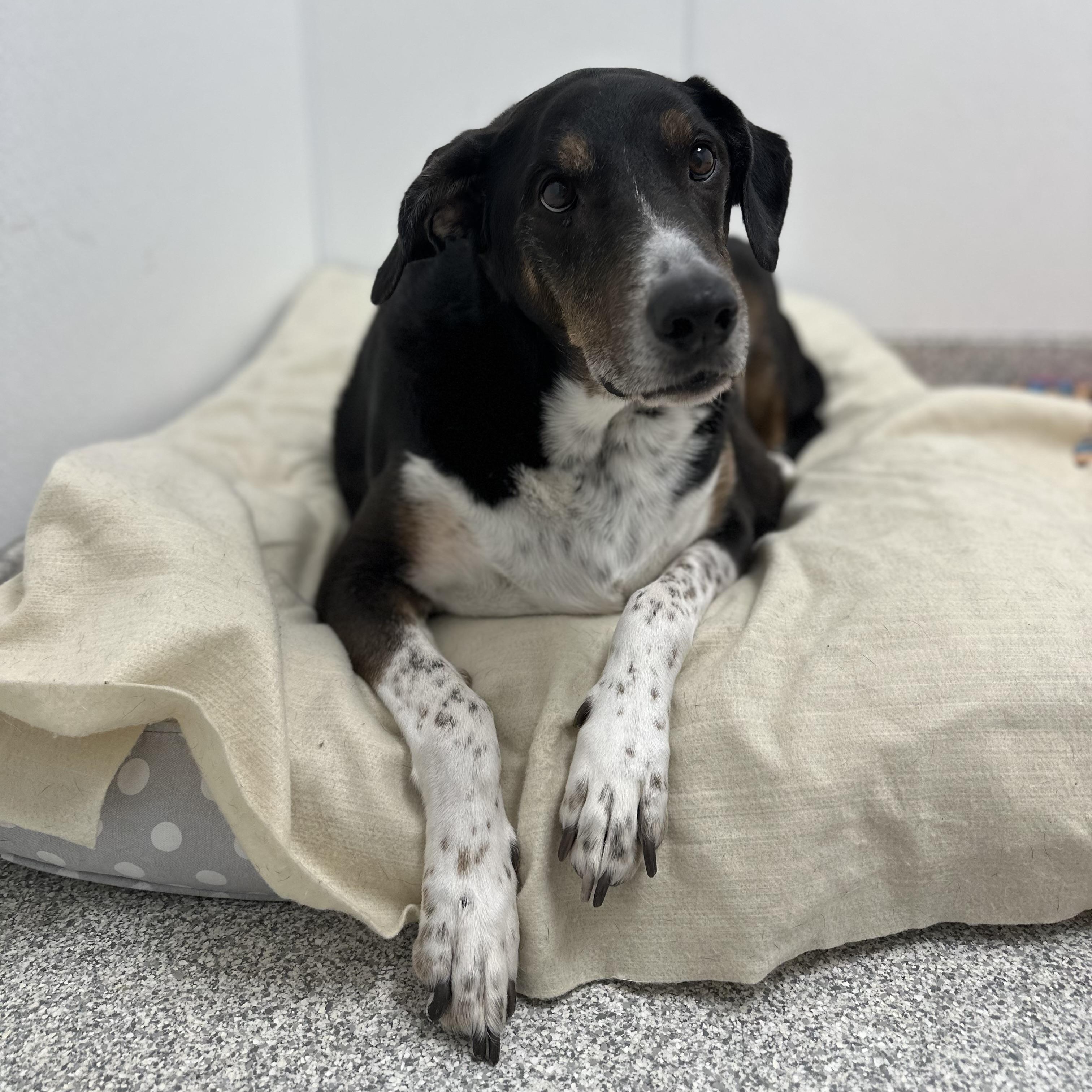 Enlarge Buddy, an adopted Mixed Breed in Youngstown, OH image 4/4