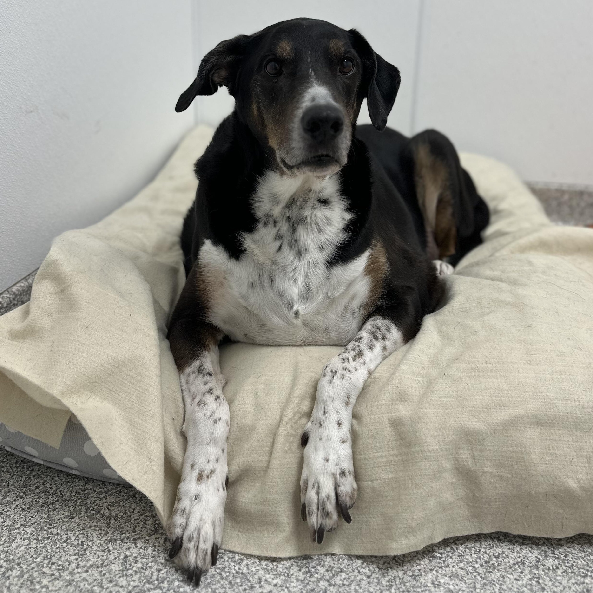 Enlarge Buddy, an adopted Mixed Breed in Youngstown, OH image 3/4