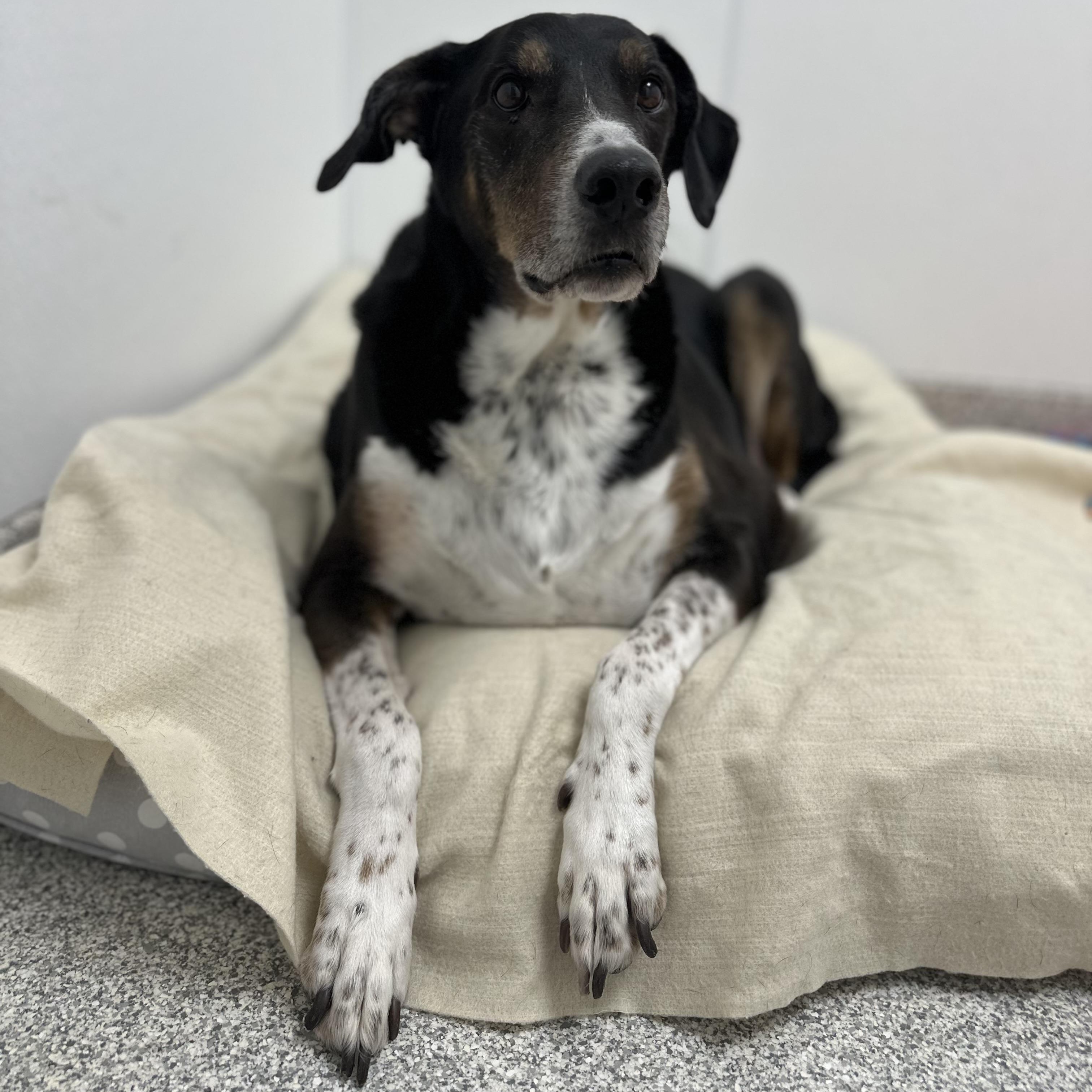 Enlarge Buddy, an adopted Mixed Breed in Youngstown, OH image 2/4