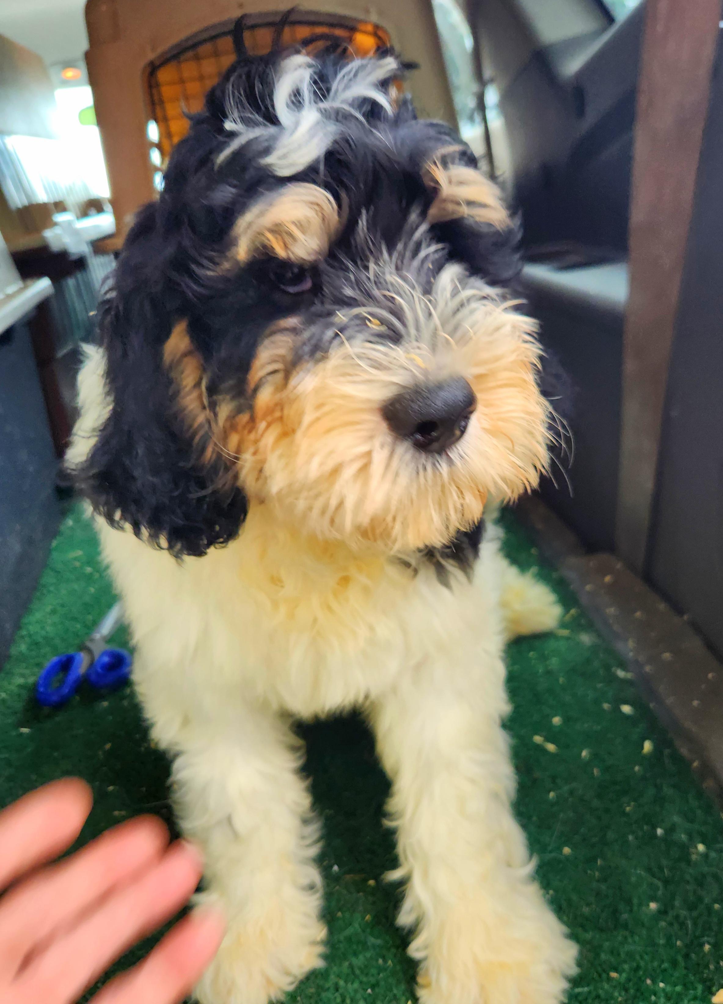 Owen, an adoptable Bernedoodle in Liberty Center, OH, 43532 | Photo Image 4