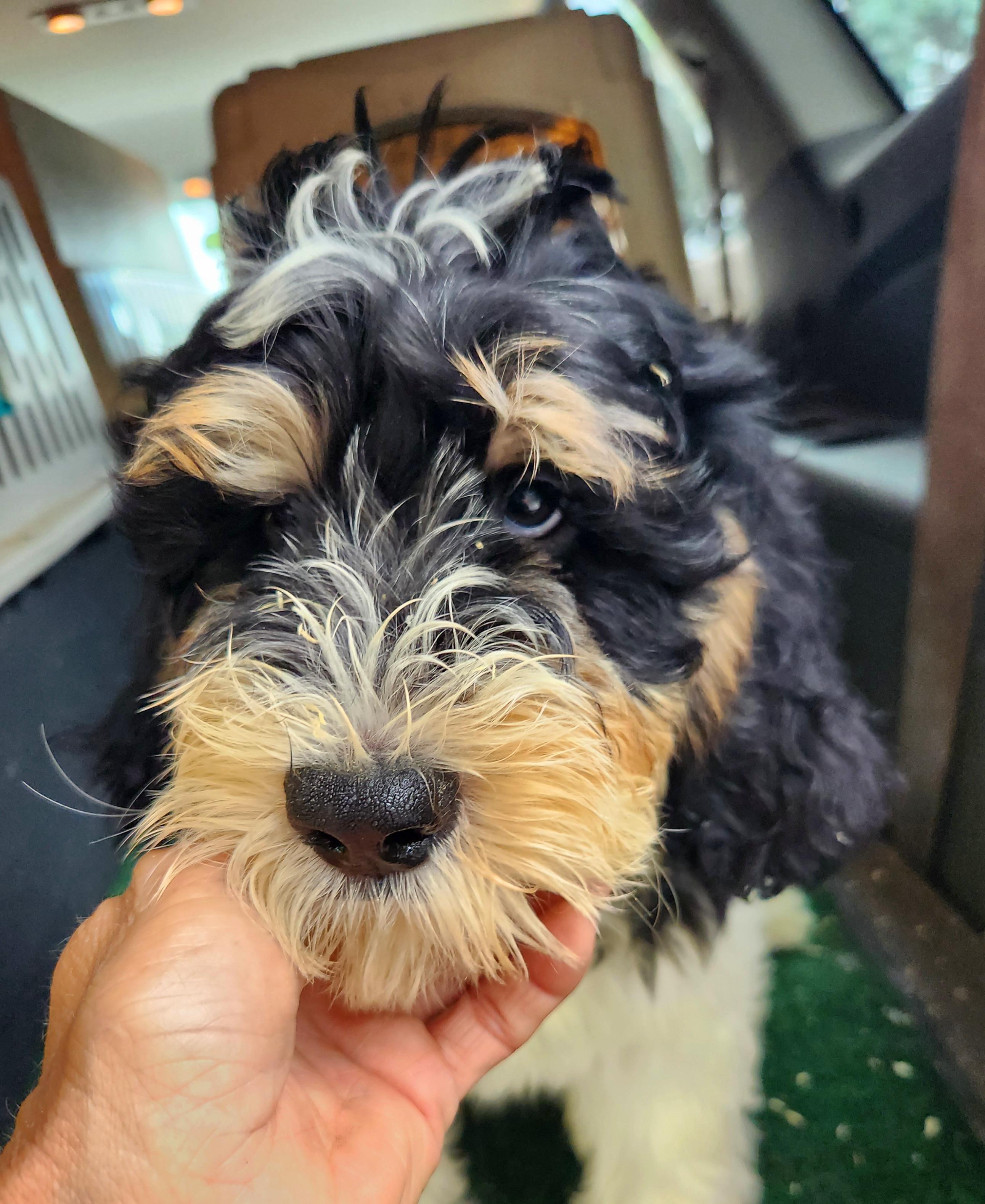 Owen, an adoptable Bernedoodle in Liberty Center, OH, 43532 | Photo Image 1