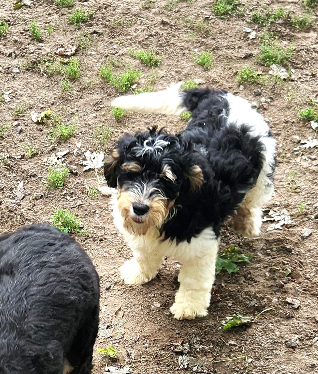 Owen, an adoptable Bernedoodle in Liberty Center, OH, 43532 | Photo Image 2