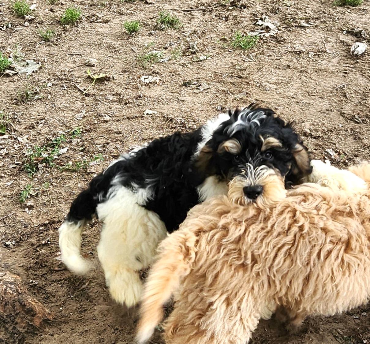 Owen, an adoptable Bernedoodle in Liberty Center, OH, 43532 | Photo Image 3