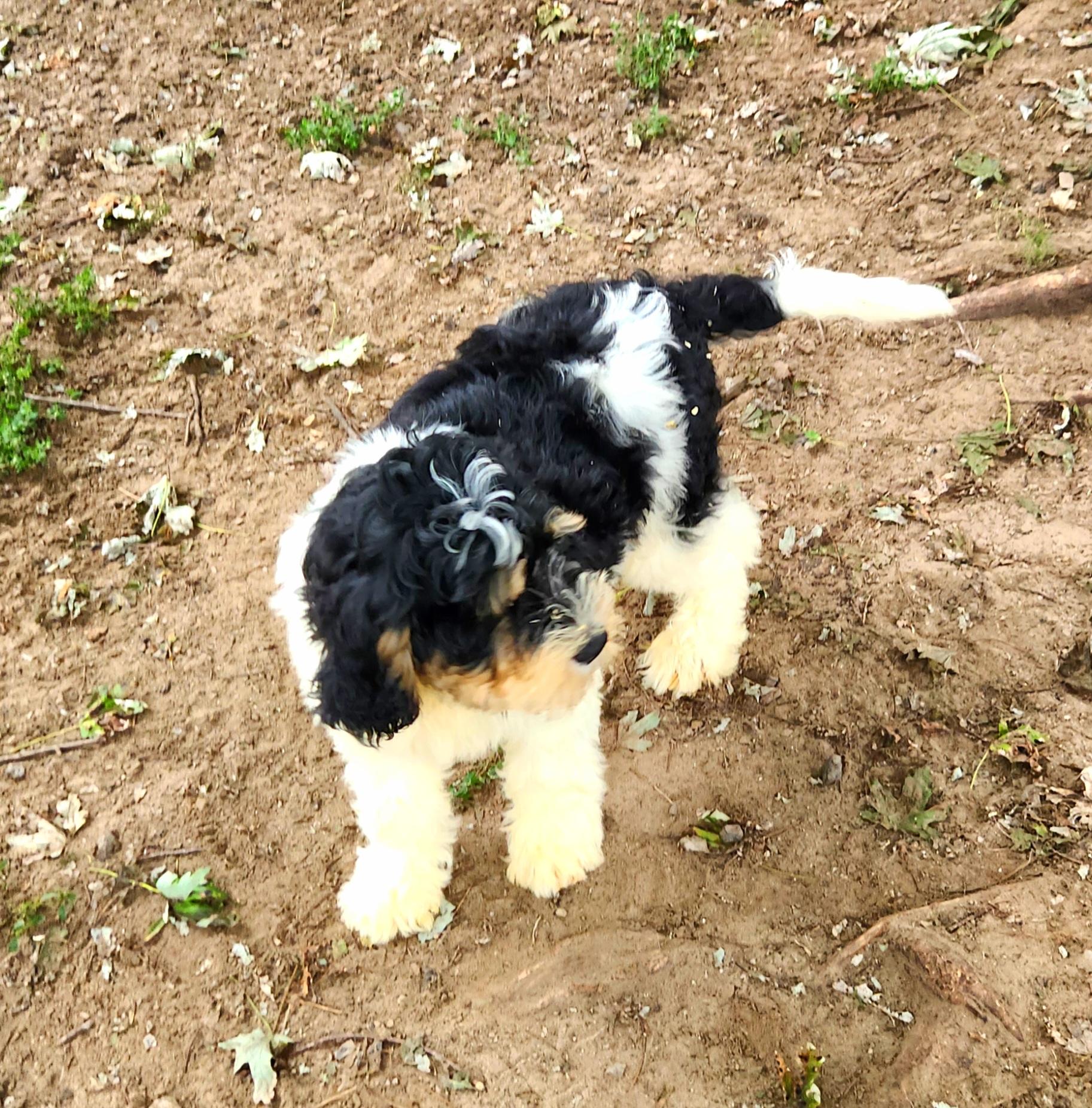 Owen, an adoptable Bernedoodle in Liberty Center, OH, 43532 | Photo Image 5