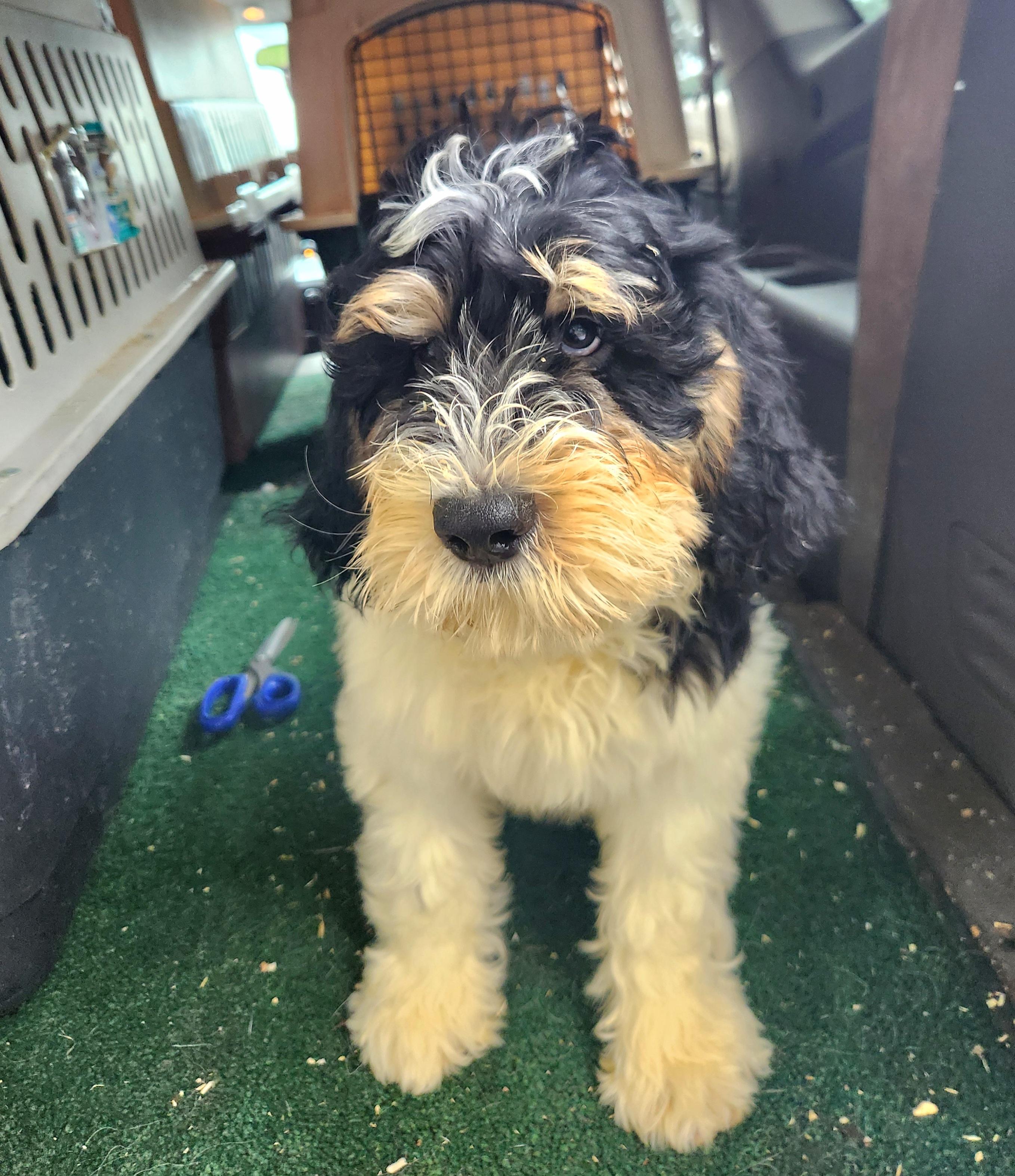 Owen, an adoptable Bernedoodle in Liberty Center, OH, 43532 | Photo Image 6