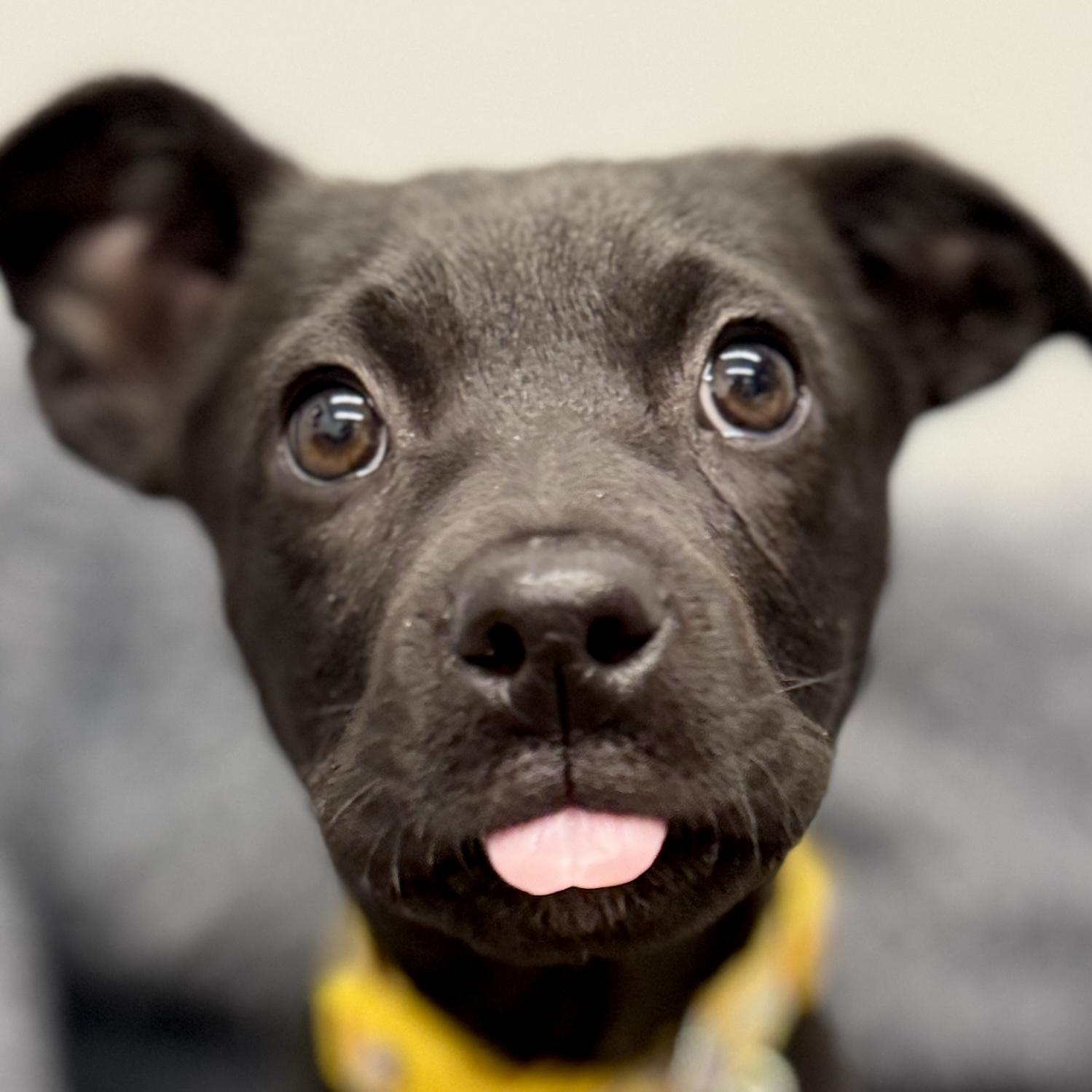 Eleven, adoptable, Puppy Female Retriever & Mixed Breed.