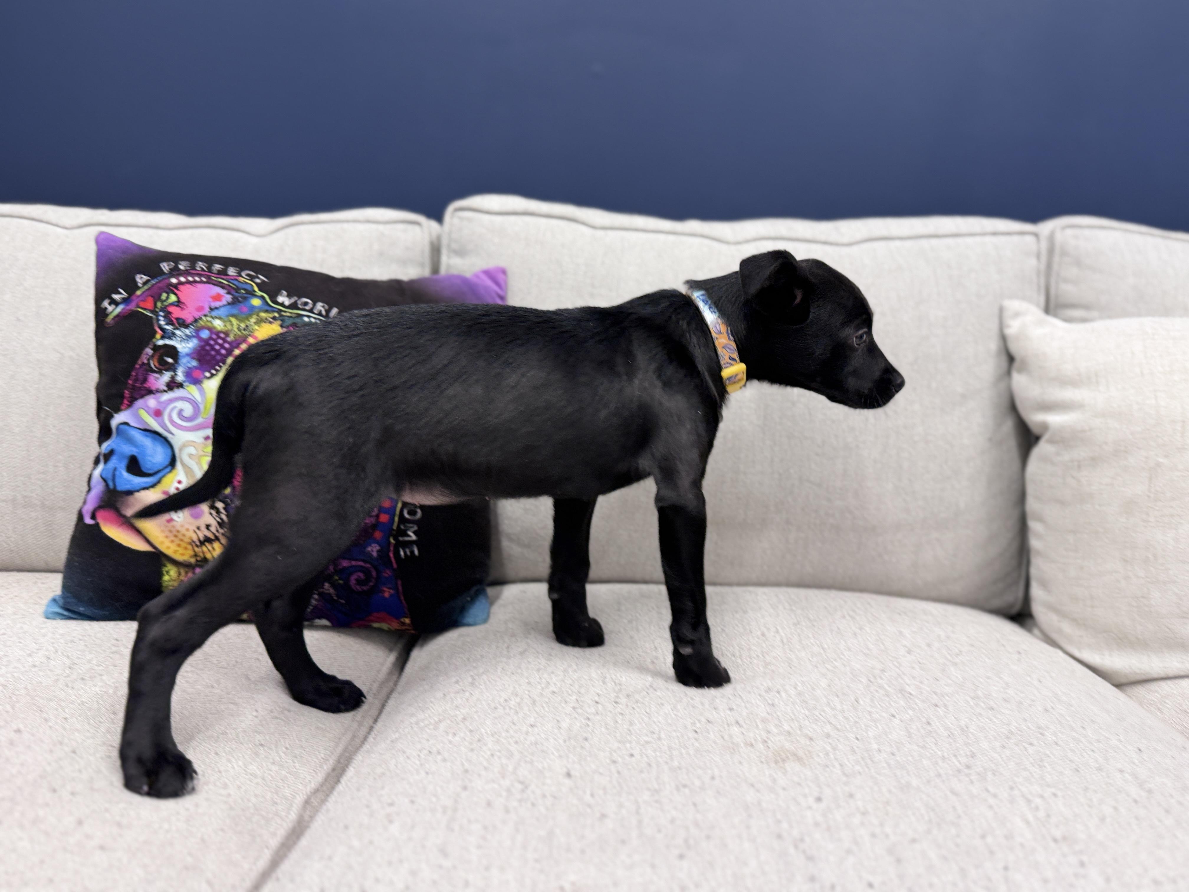 Enlarge Eleven, an adoptable mixed breed in Palatine, IL image 3/6