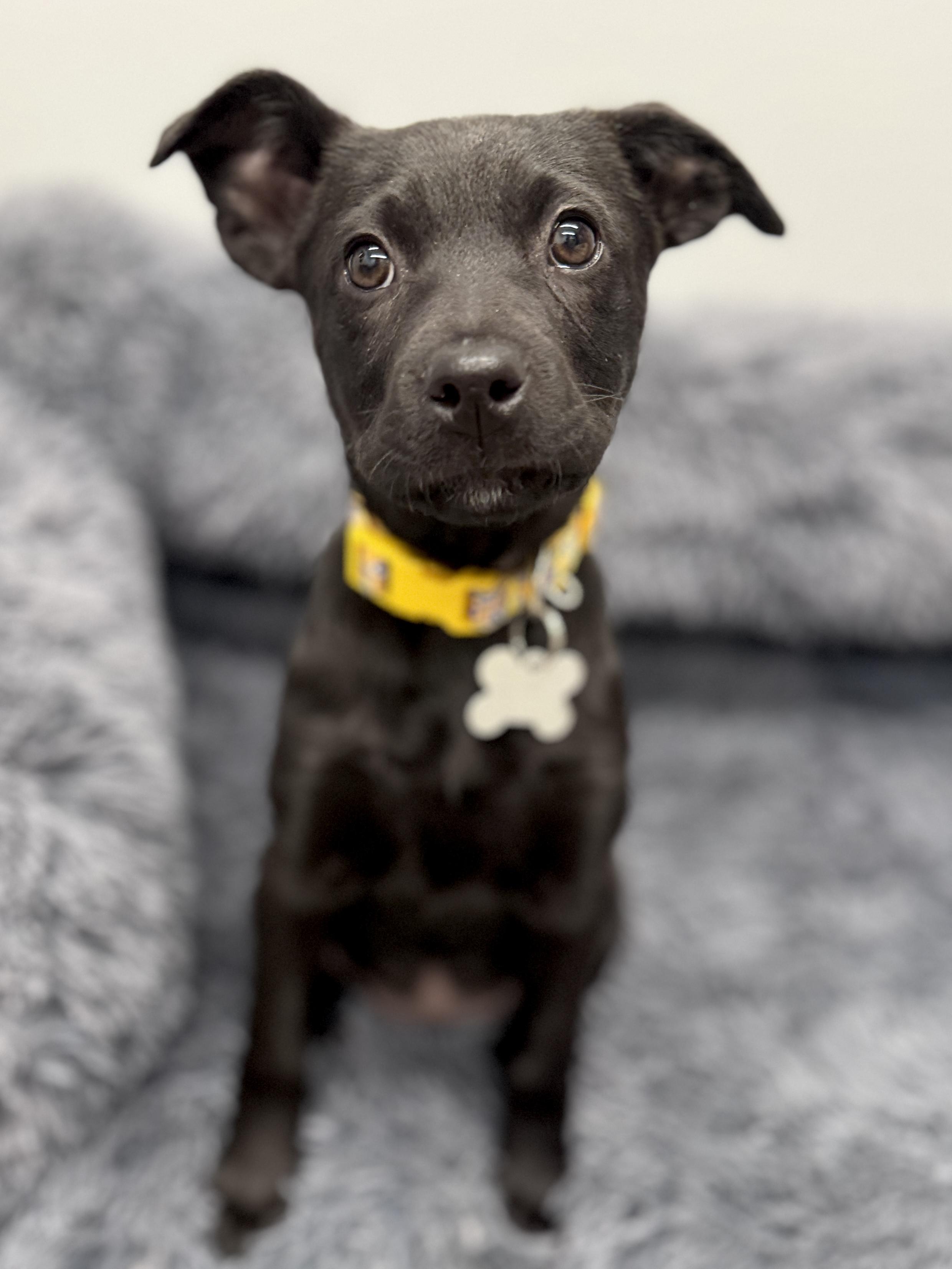 Enlarge Eleven, an adoptable mixed breed in Palatine, IL image 5/6