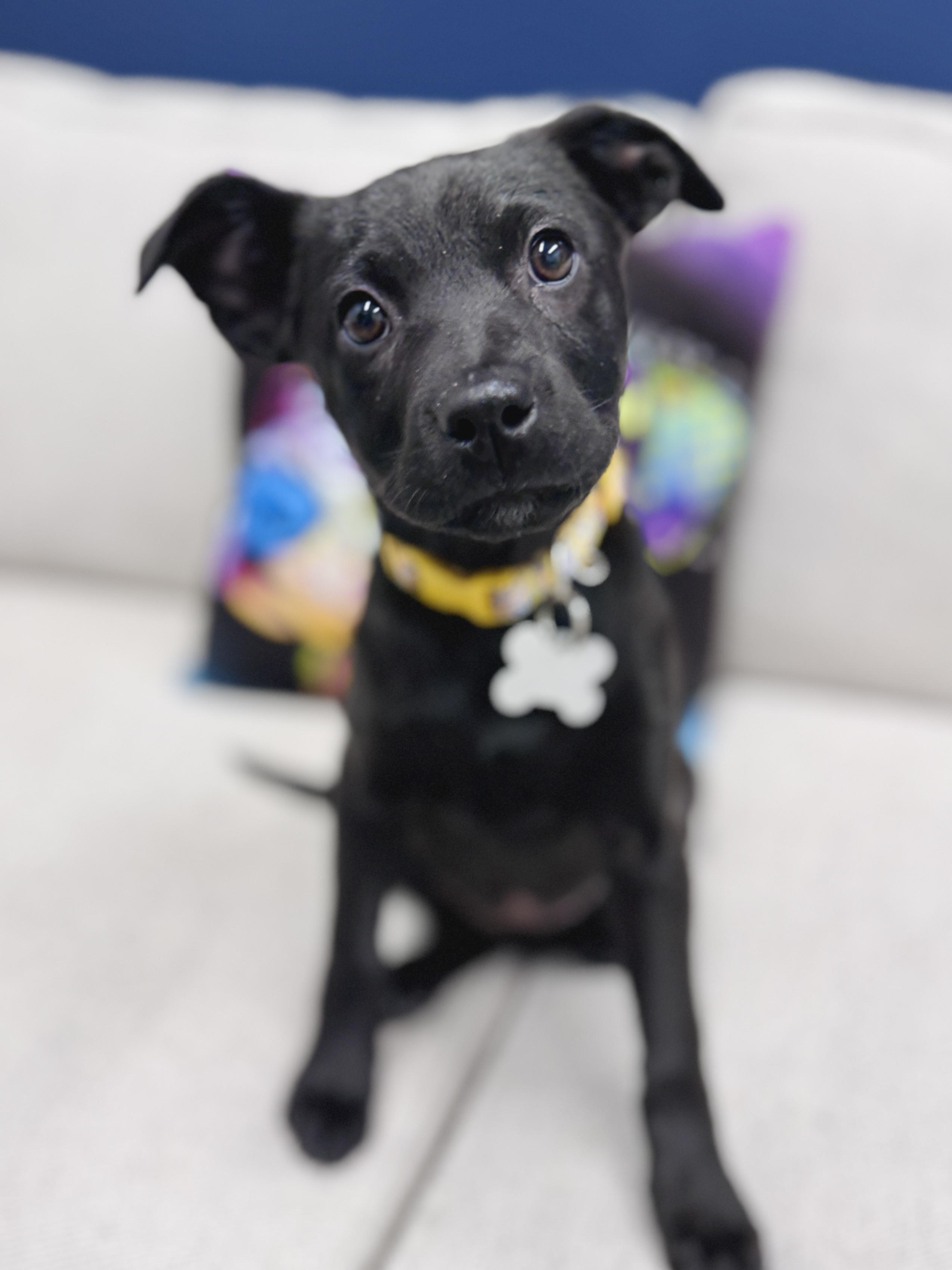 Enlarge Eleven, an adoptable mixed breed in Palatine, IL image 4/6