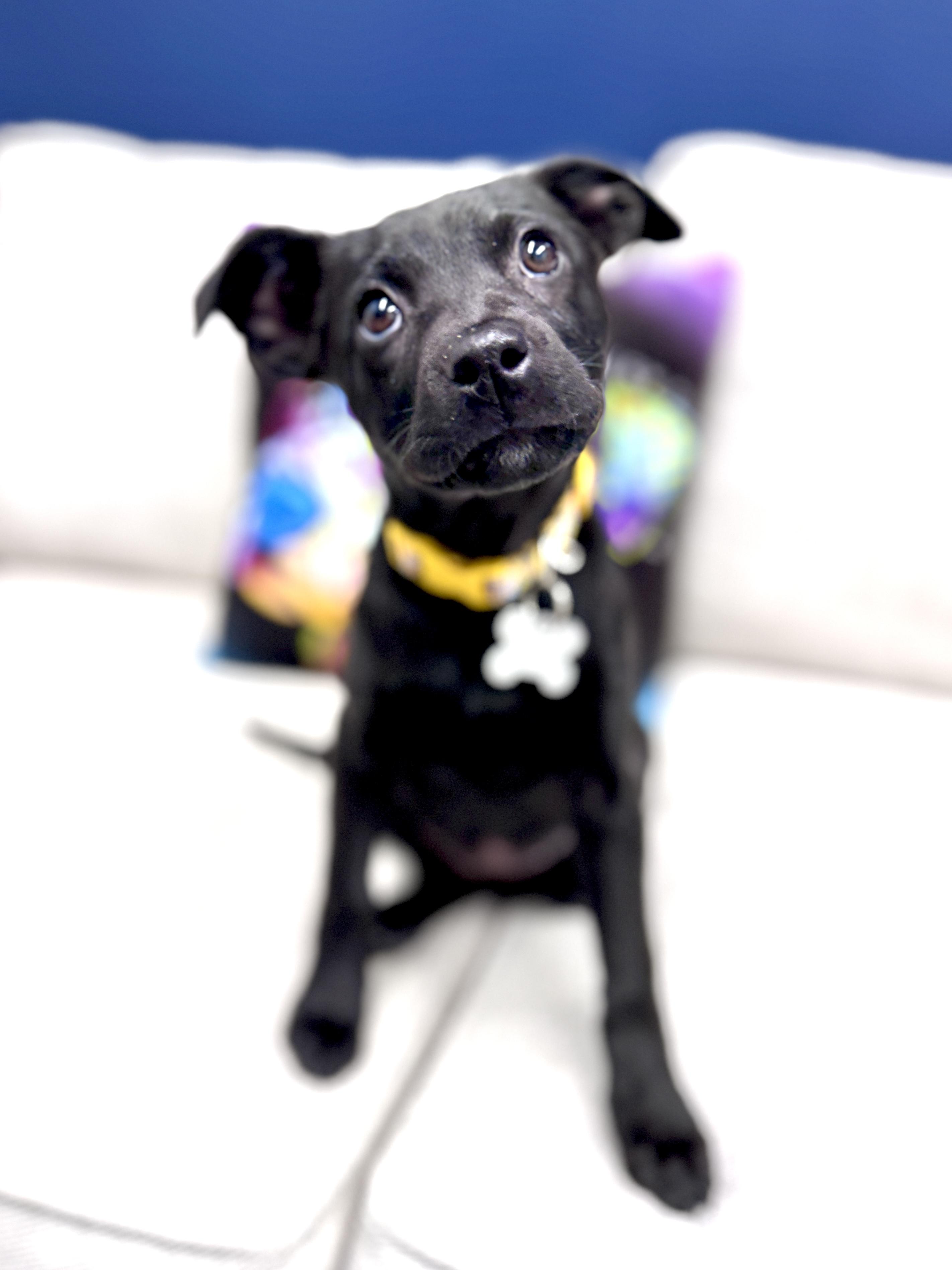Enlarge Eleven, an adoptable mixed breed in Palatine, IL image 2/6