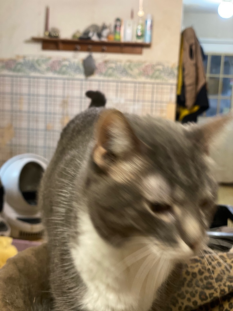 Heather, Adoptable, Adult Female Domestic Short Hair.