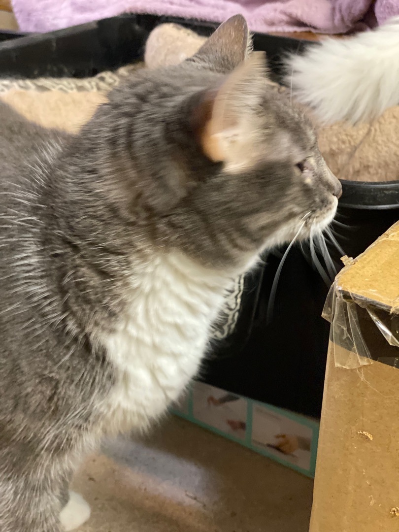 Heather, Adoptable, Adult Female Domestic Short Hair.