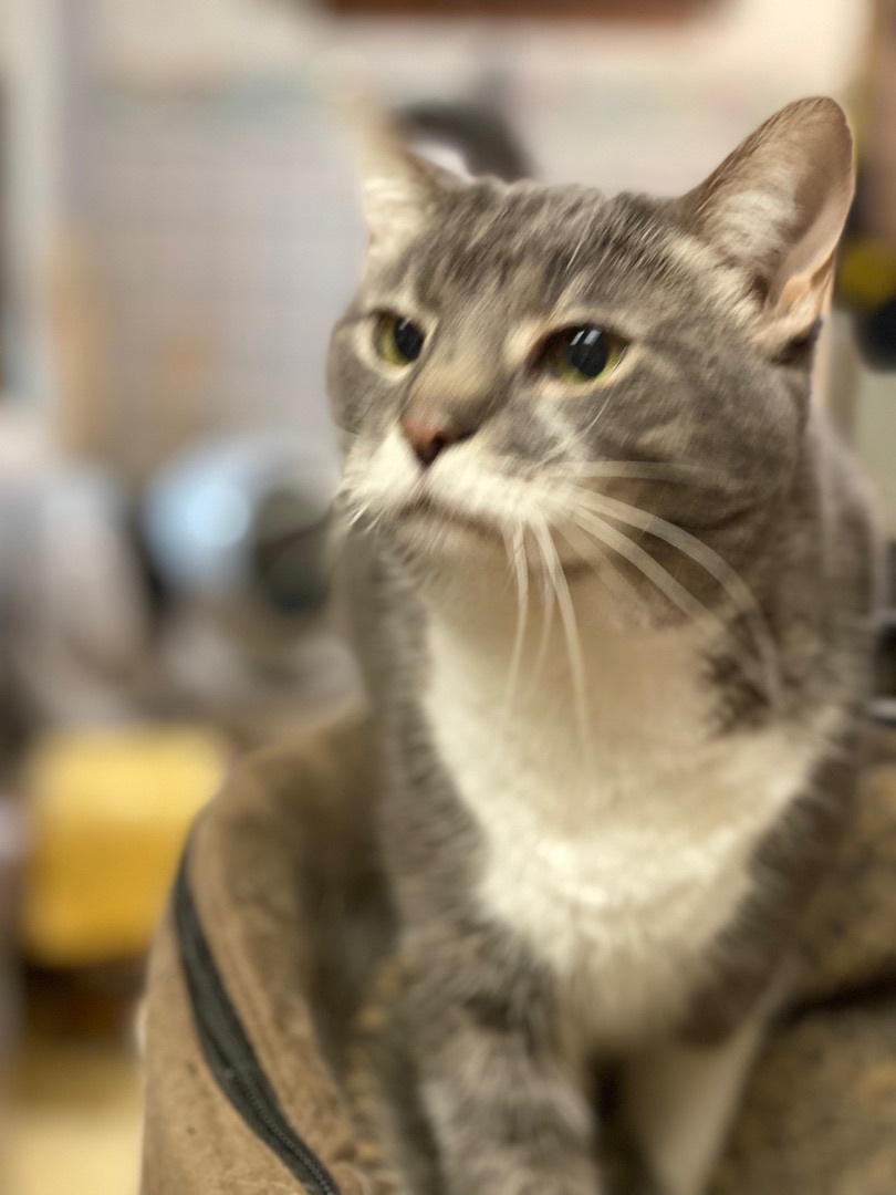 Heather, a Adoptable mixed breed in Buchanan, TN image 3/6