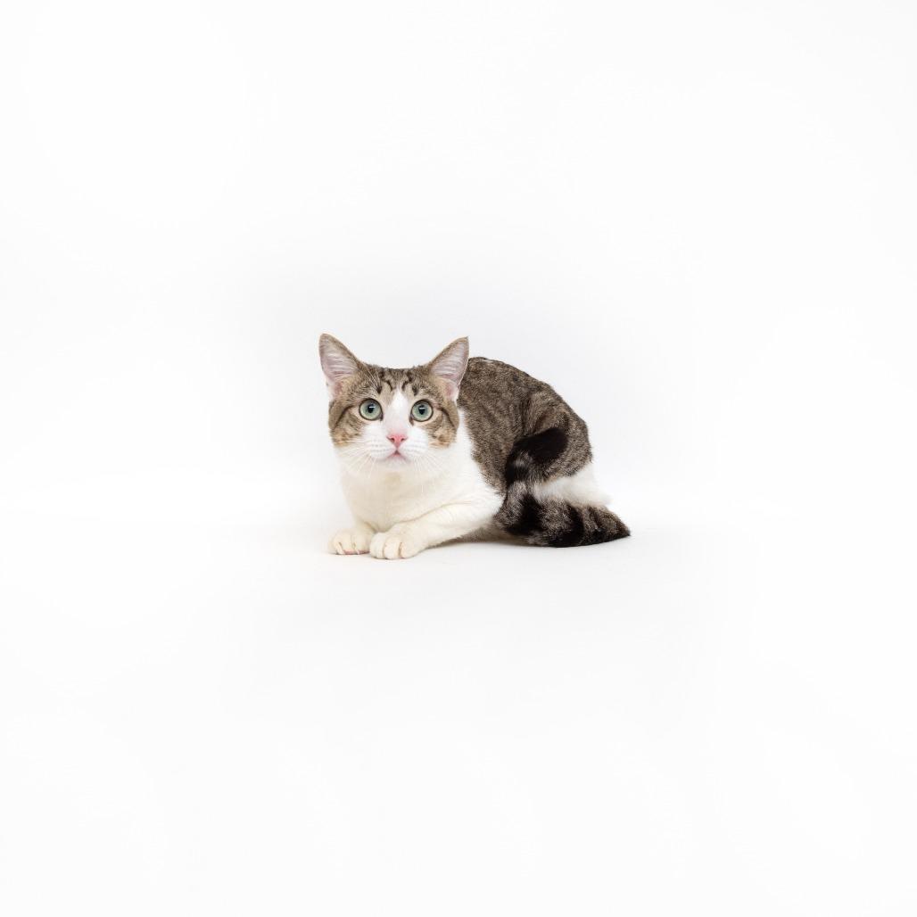 Enlarge Stanley, a Adoptable Domestic Short Hair in Playa Vista, CA image 1/1