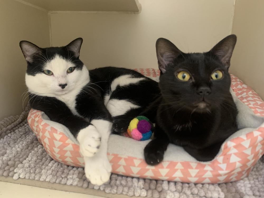 Jilly, Adoptable, Young Female Domestic Short Hair & Domestic Short Hair.