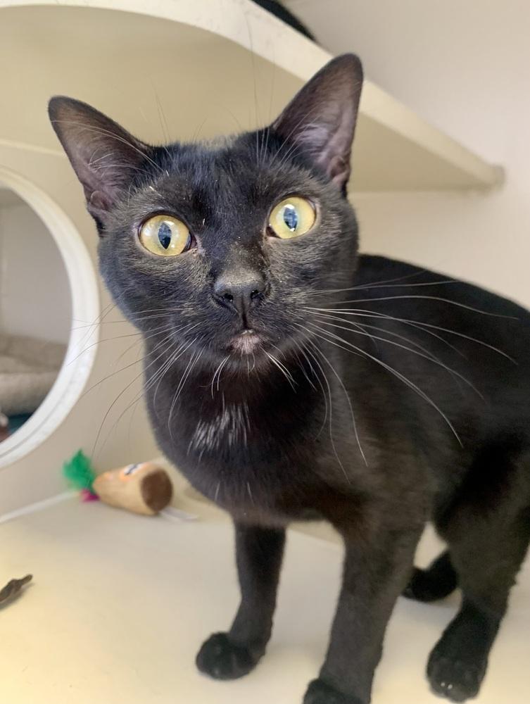 Jilly, Adoptable, Young Female Domestic Short Hair & Domestic Short Hair.