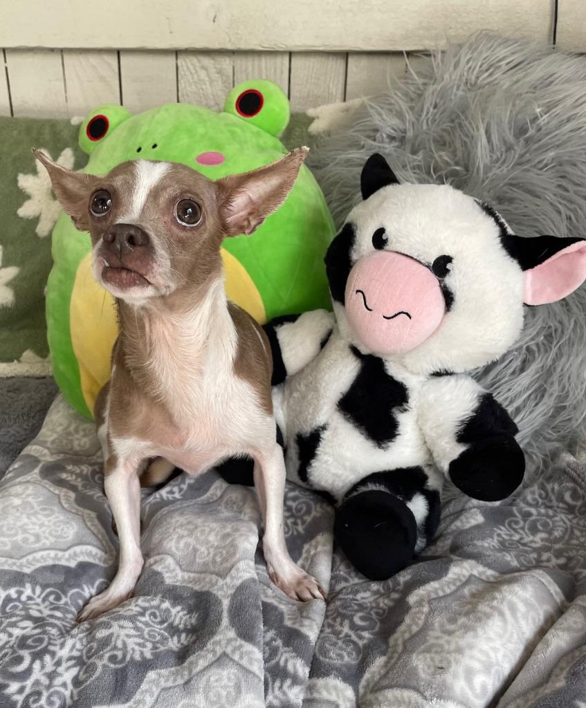 Patty Cake, Adoptable, Adult Female Chihuahua.