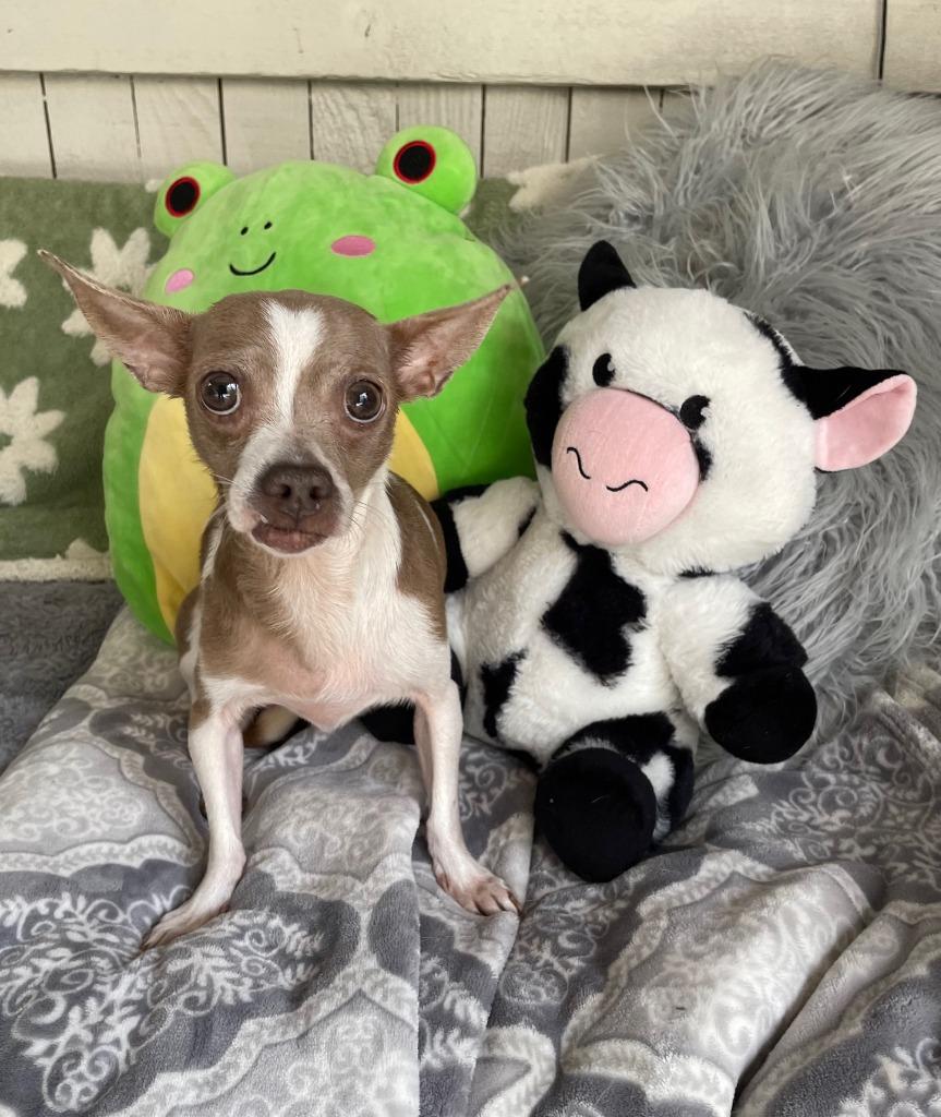Patty Cake, a Adoptable Chihuahua in Fort Worth, TX image 2/2
