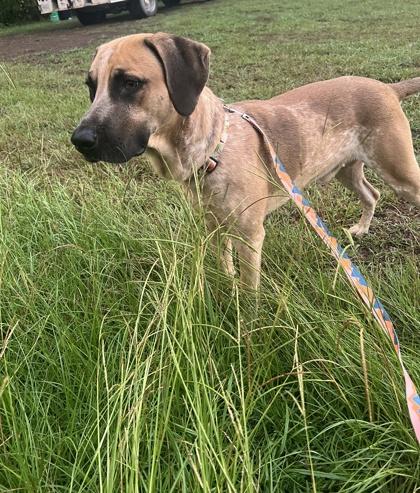 Theo, Adopted, Young Male Mixed Breed.