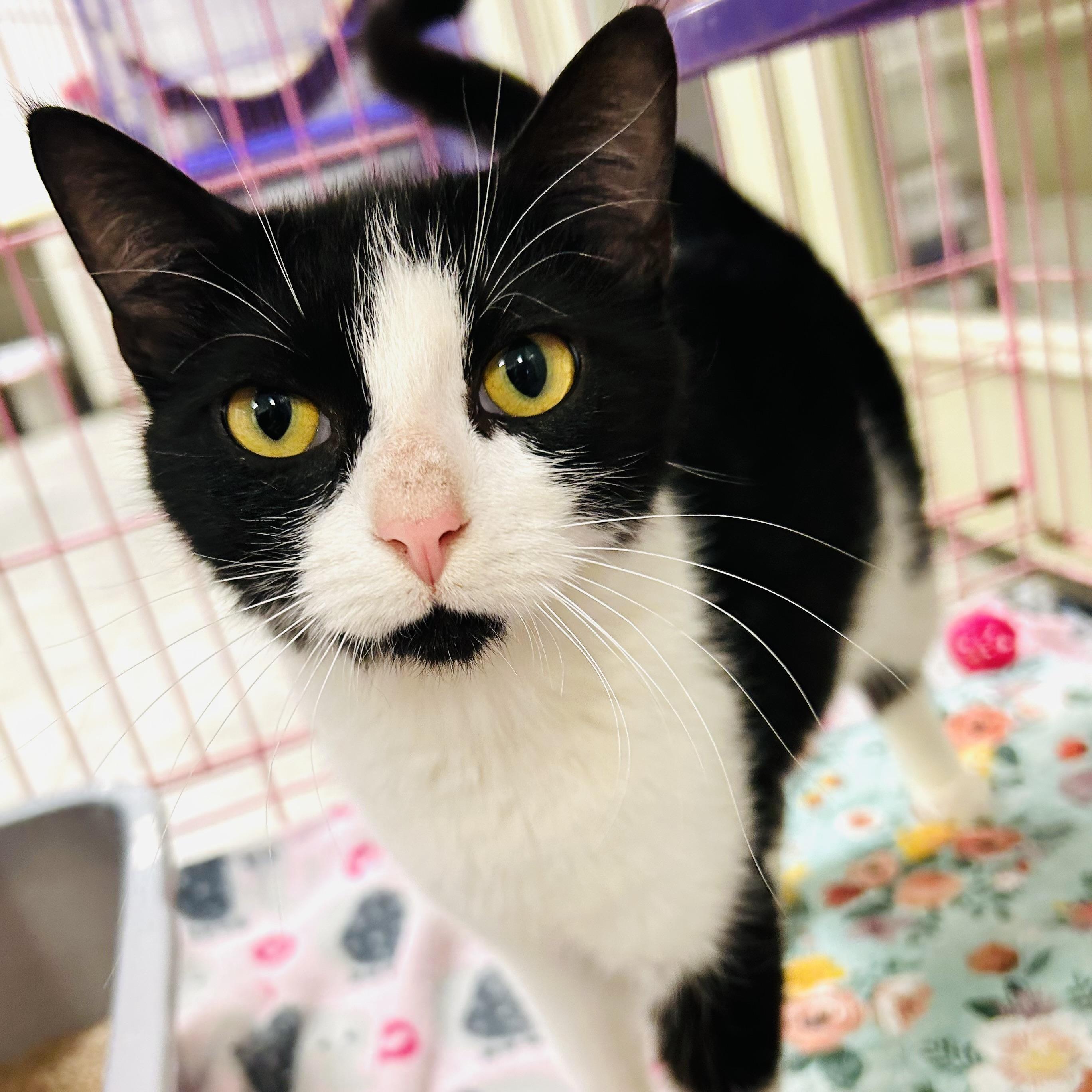 Enlarge Panda, a Adoptable American Shorthair in Seguin, TX image 1/5