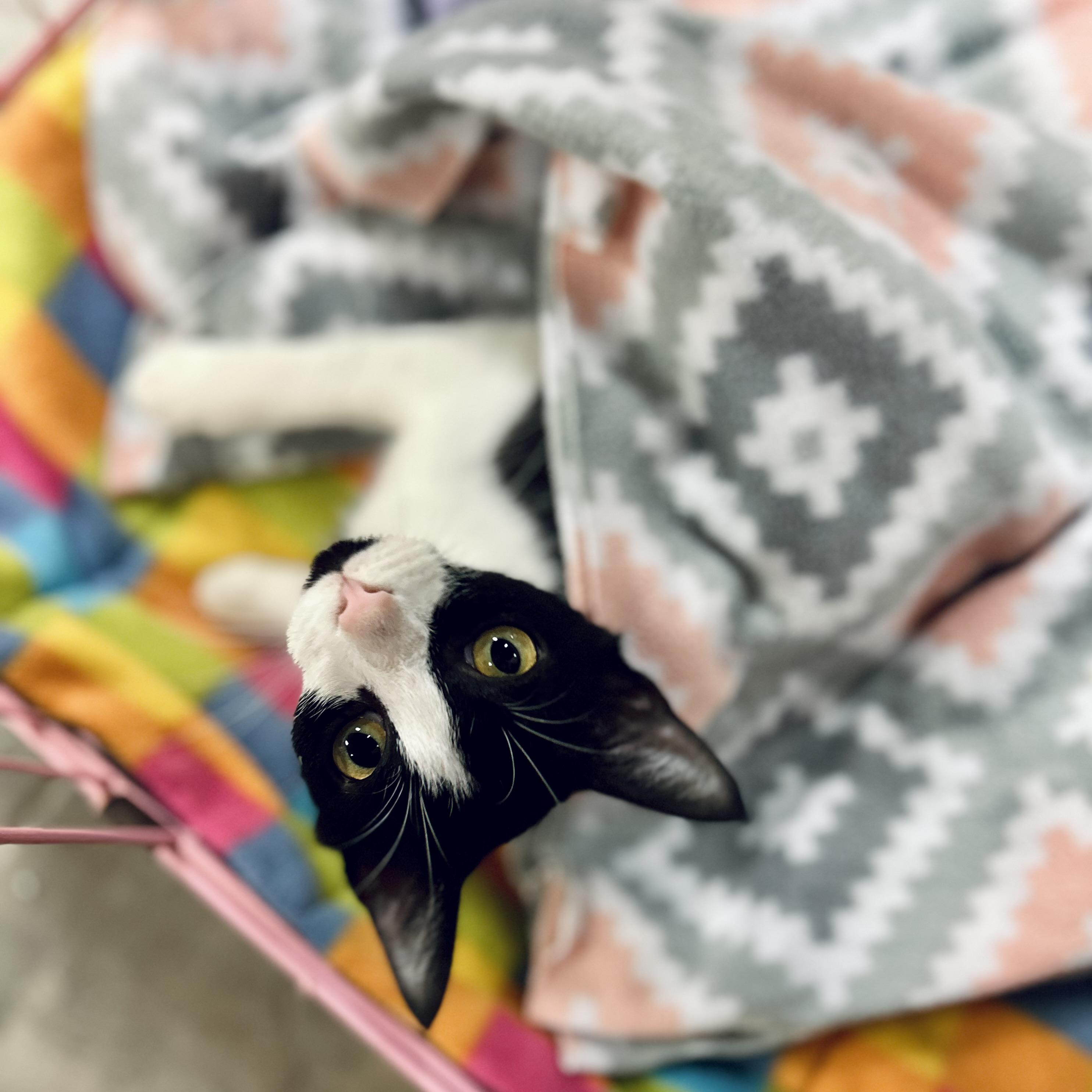 Enlarge Panda, a Adoptable American Shorthair in Seguin, TX image 2/5