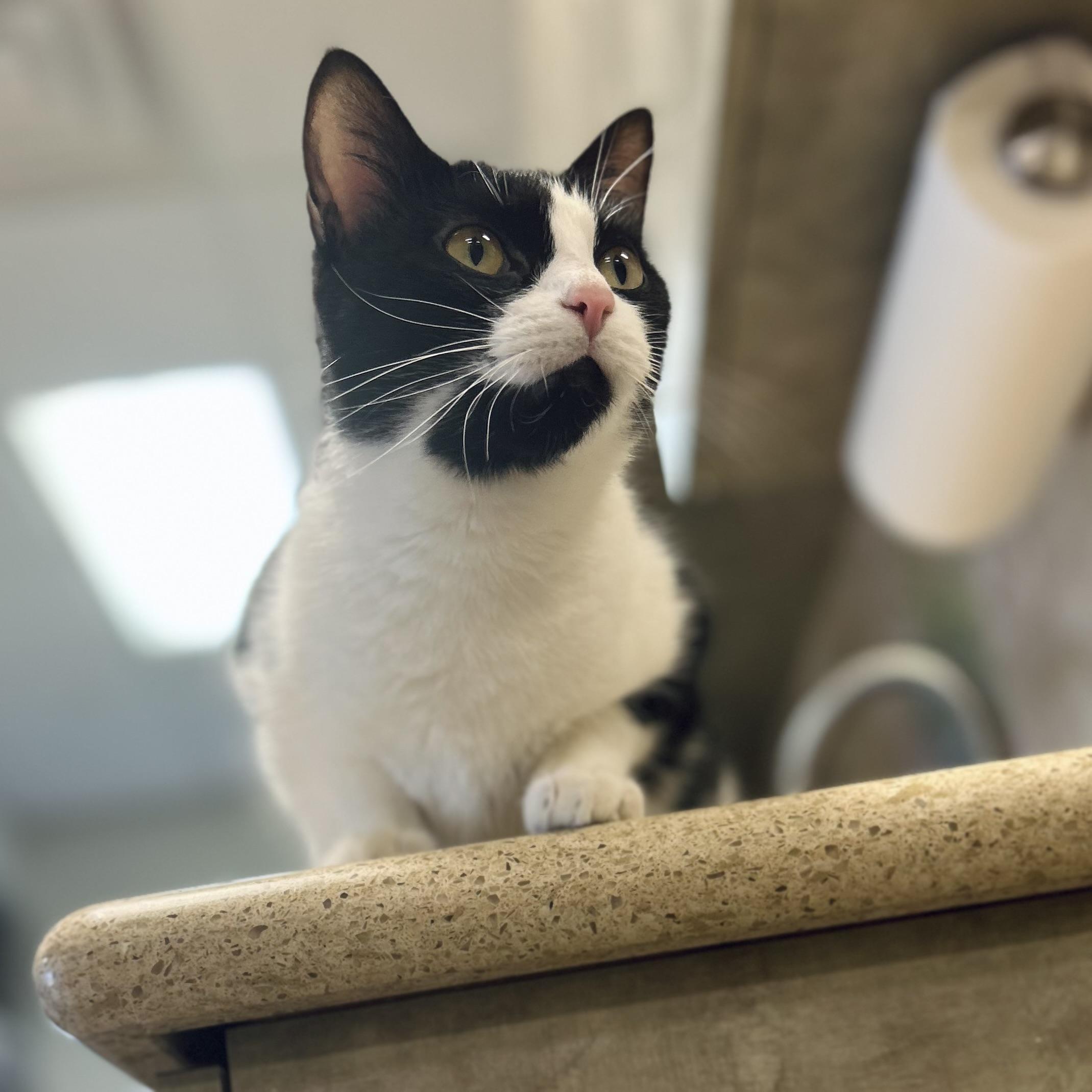 Enlarge Panda, a Adoptable American Shorthair in Seguin, TX image 2/5